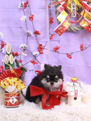 20230128プリンちゃん